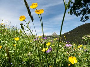 Landscape_HKR_9996_1