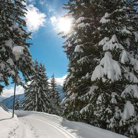 Damüls I Waldweg 